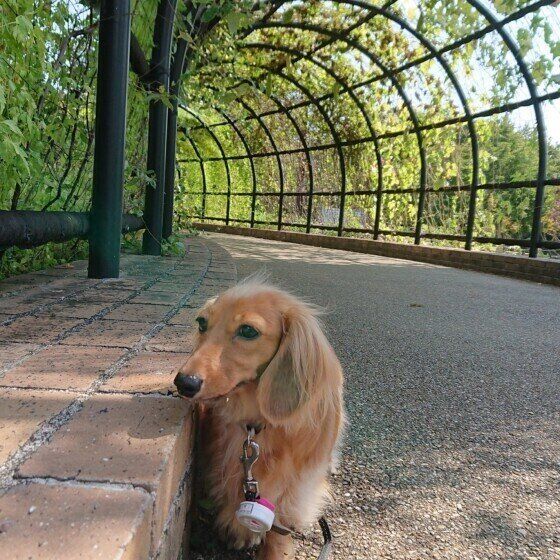 ゴーヤが茂るトンネルの下に顔を少し横に向けて佇む茶色のミニチュア・ダックスフンド