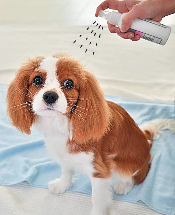 犬の被毛ツヤ出しスプレー