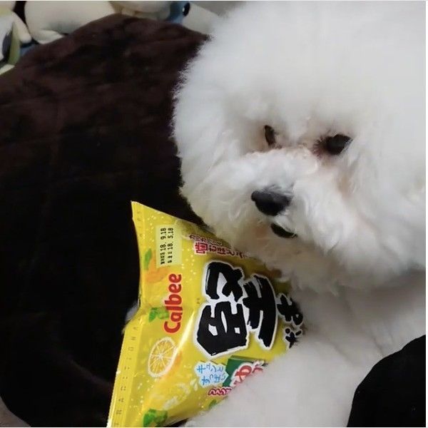 プンプンワンコ