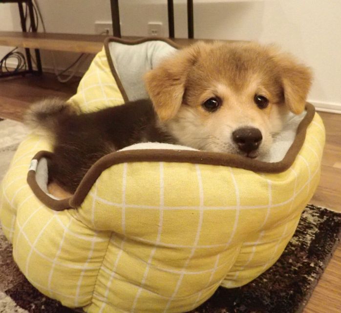 子犬時代のもなかちゃん