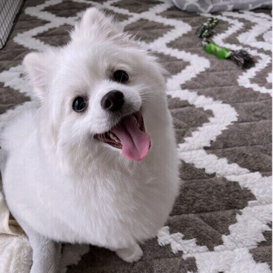 かわいい笑顔を見せるポムくん