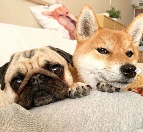 まったり中のラルくんとアキちゃん