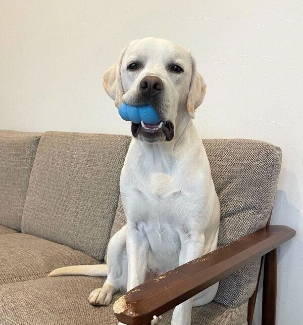 コングをくわえるイソくん