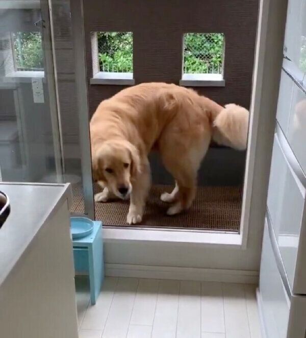 飼い主さんの元へ戻るコメちゃん