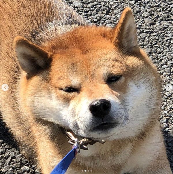 散歩で動かなくなる豆柴