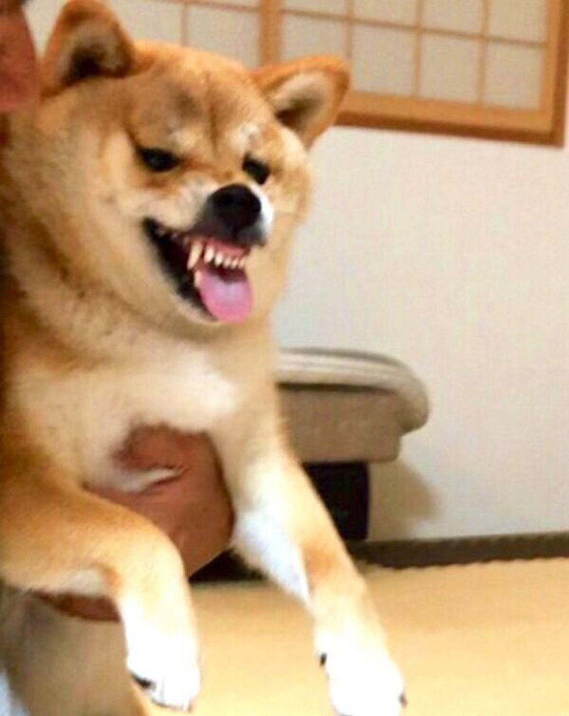 表情が豊かすぎな柴犬 別犬ですか と疑われるレベルの写真を比較してみた いぬのきもちweb Magazine 表情が豊かすぎな柴犬 別犬ですか と疑われるレベルの写真を比較してみた いぬのきもちweb Magazine