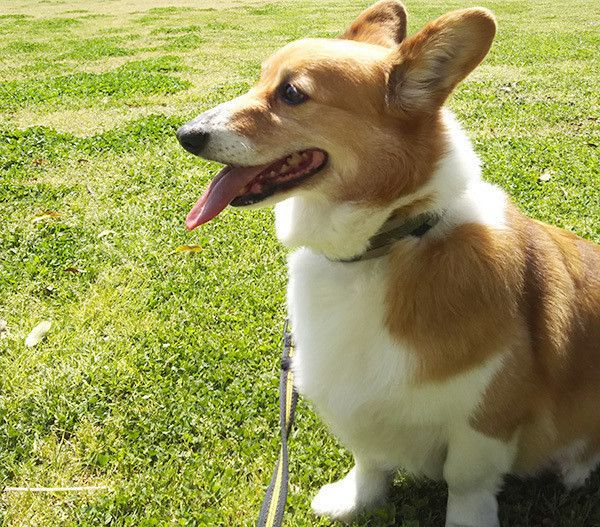 散歩するコーギー