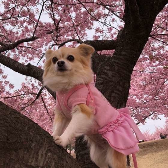 チワワと河津桜