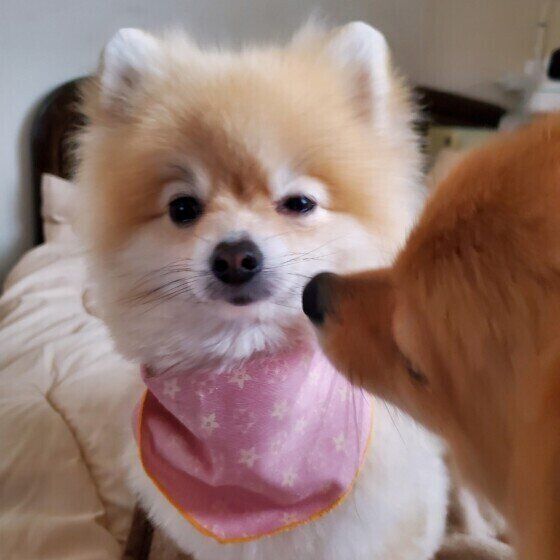 ポメチくん（MIX）と杏ちゃん（ポメラニアン）