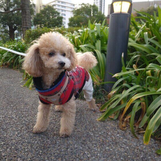 散歩するトイ・プードル