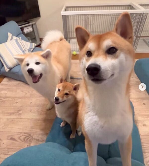 目をキラキラさせるててくん、ももちゃん、らいちゃん