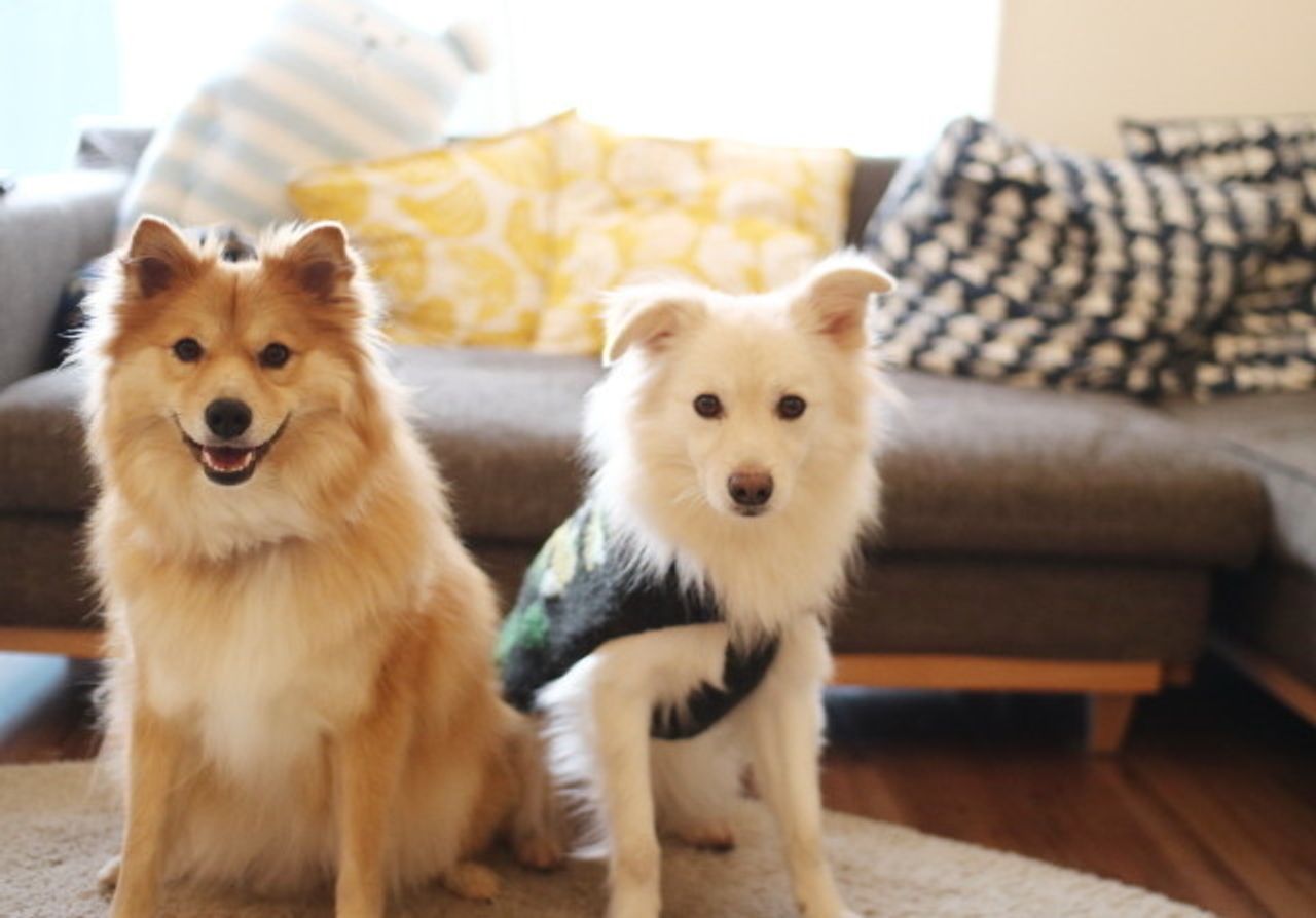 テーブルに登らない わが家流の しつけ 穴澤賢の犬のはなし いぬのきもちweb Magazine テーブルに登らない わが家流の しつけ 穴澤賢の犬のはなし いぬのきもちweb Magazine