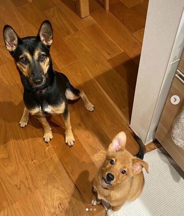 お座りをする風希くん、新葉くん