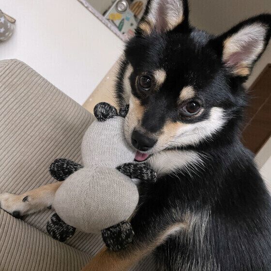 ご満悦顔の佐々木もずくちゃん