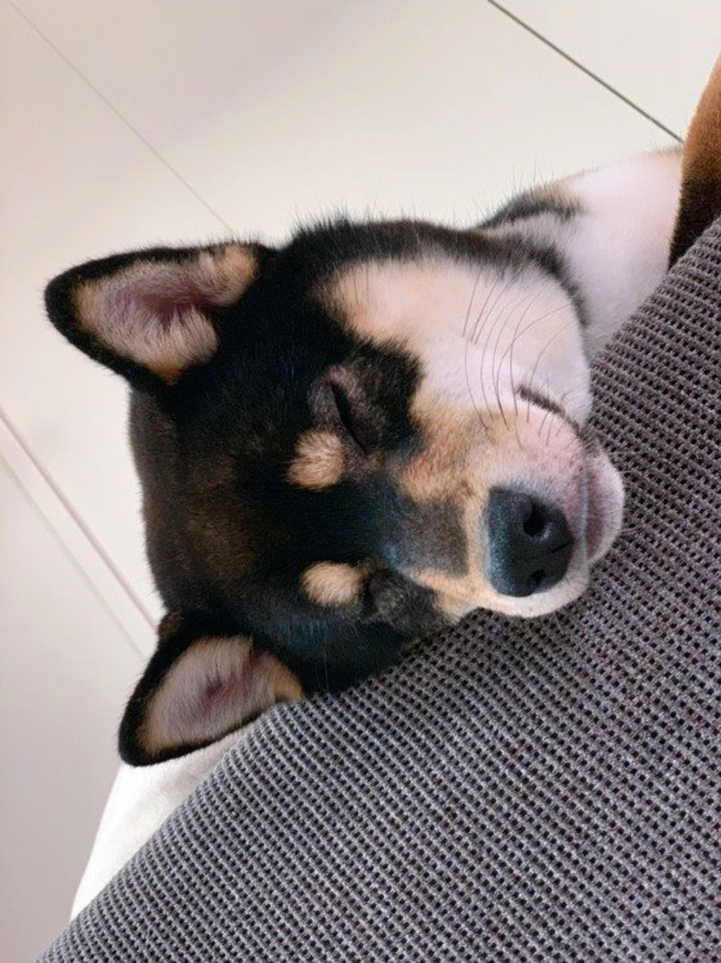 犬への 優しい虐待 見えない虐待 って 犬の命を脅かす過剰なお世話とは いぬのきもちweb Magazine 犬への 優しい虐待 見えない虐待 って 犬の命を脅かす過剰なお世話とは いぬのきもちweb Magazine