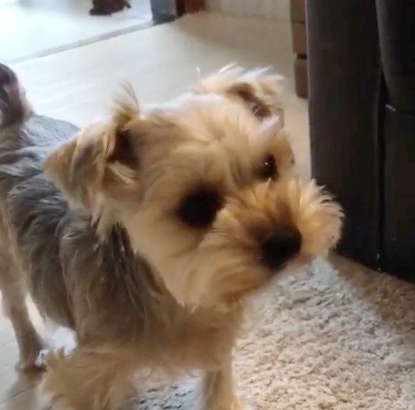 遊びたいヨークシャー・テリア