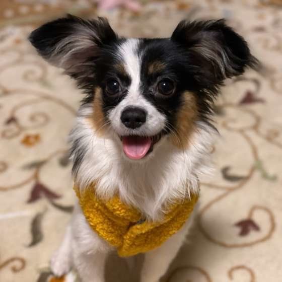 かわいらしいパピヨン