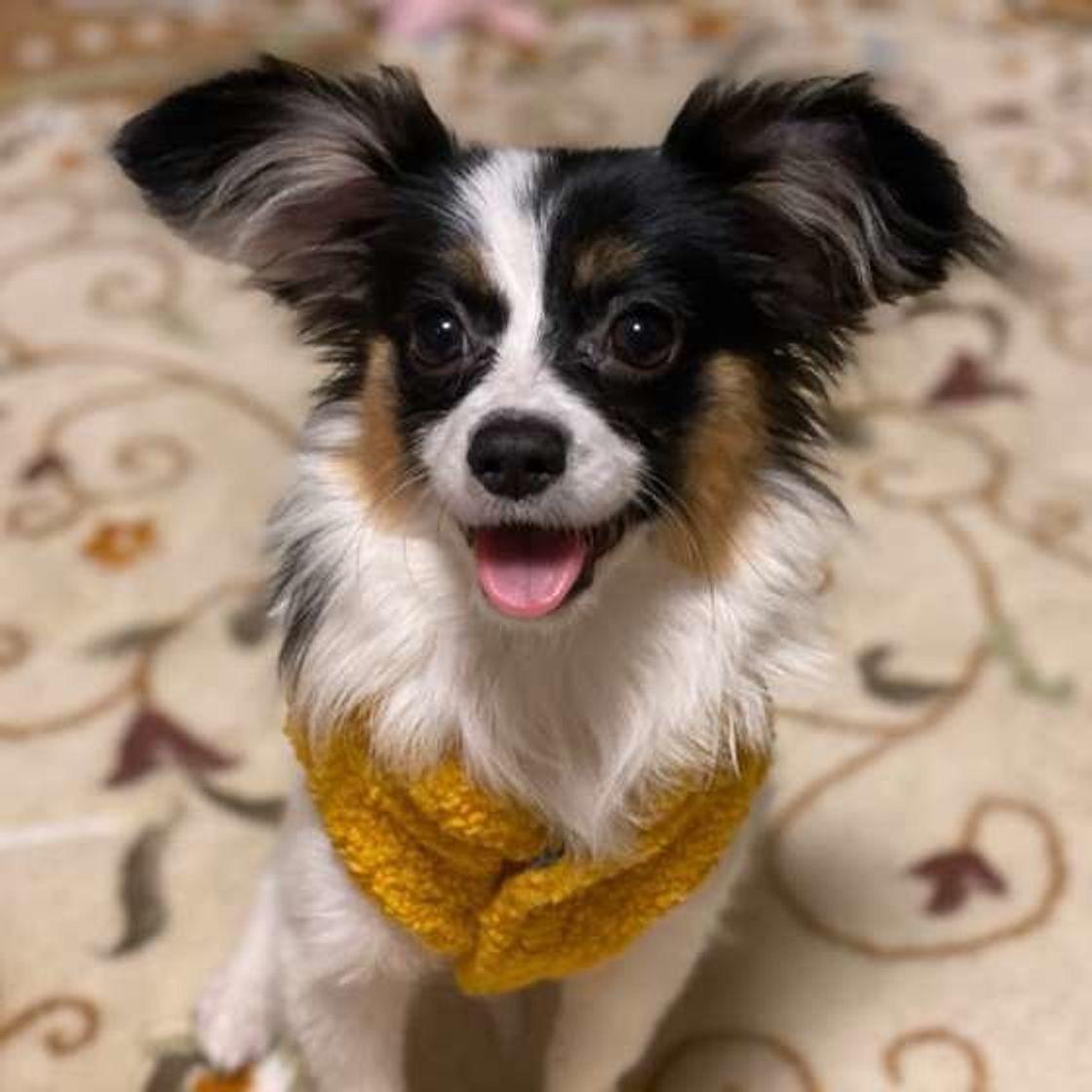 愛犬が逃げたとき 追いかけるのはng 正しい対処法とは いぬのきもちweb Magazine 愛犬が逃げたとき 追いかけるのはng 正しい対処法とは いぬのきもちweb Magazine