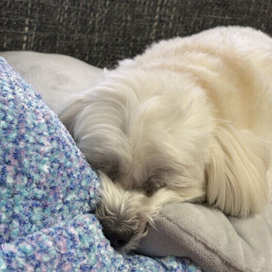 Ｍｉｘ（雑種）小型犬　鼻突っ込んで寝るのが好き