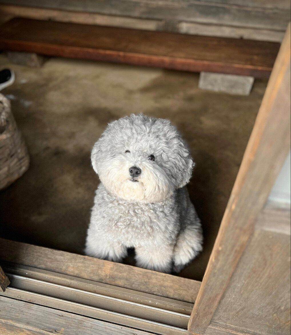 見つめる、れあるくん