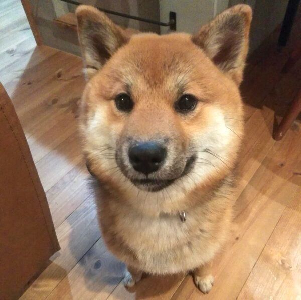 お座りするおにぎりくん