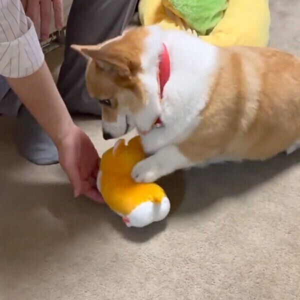 ぬいぐるみに嫉妬するはなちゃん