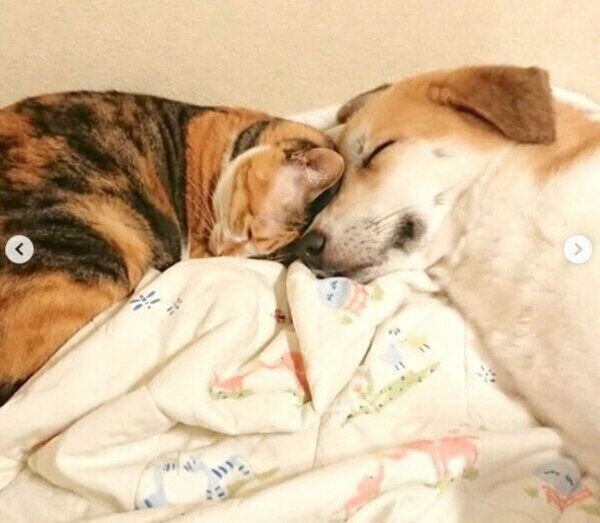 寄り添い合うコロちゃん、チコちゃん