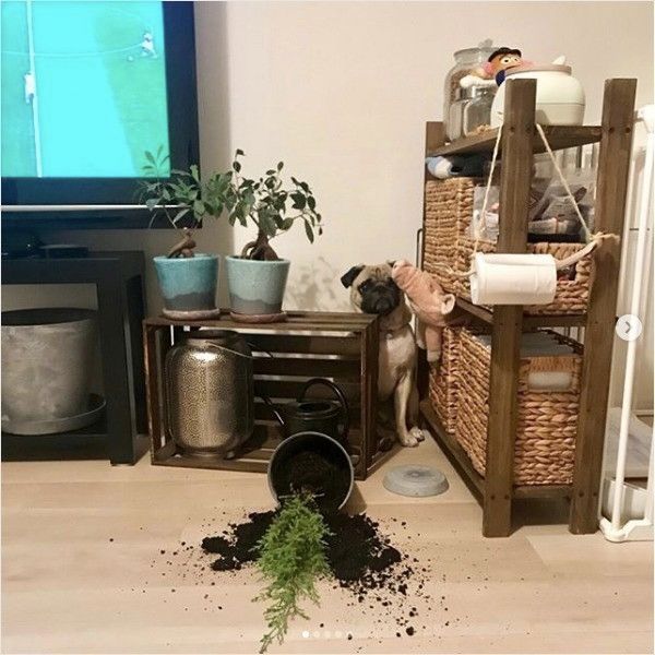 知らんぷりワンコ