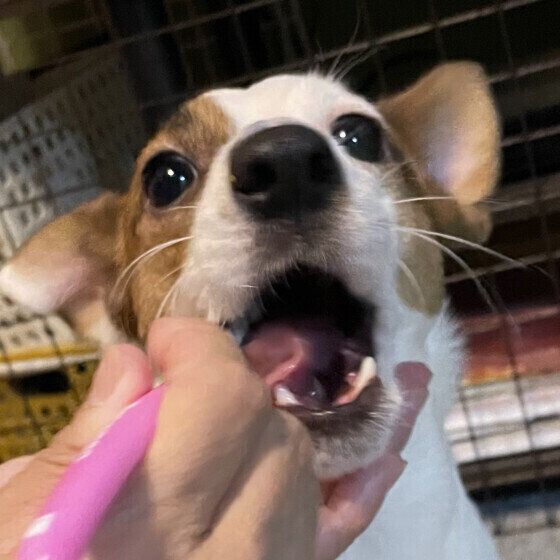 愛犬は嫌がらずに口周りを触らせてくれる？ 犬の口に触ることができるメリットとは いぬのきもち