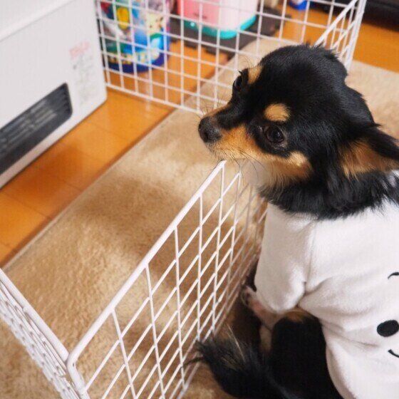 犬と過ごす空間で暖房器具を使用する際の注意点 いぬのきもち