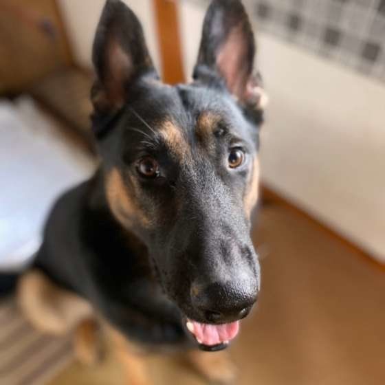 笑顔のジャーマン・シェパード・ドッグ