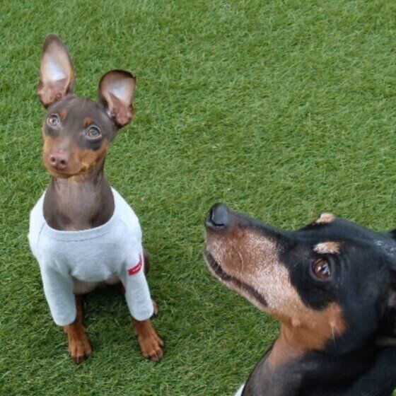 ミニチュア・ピンシャー