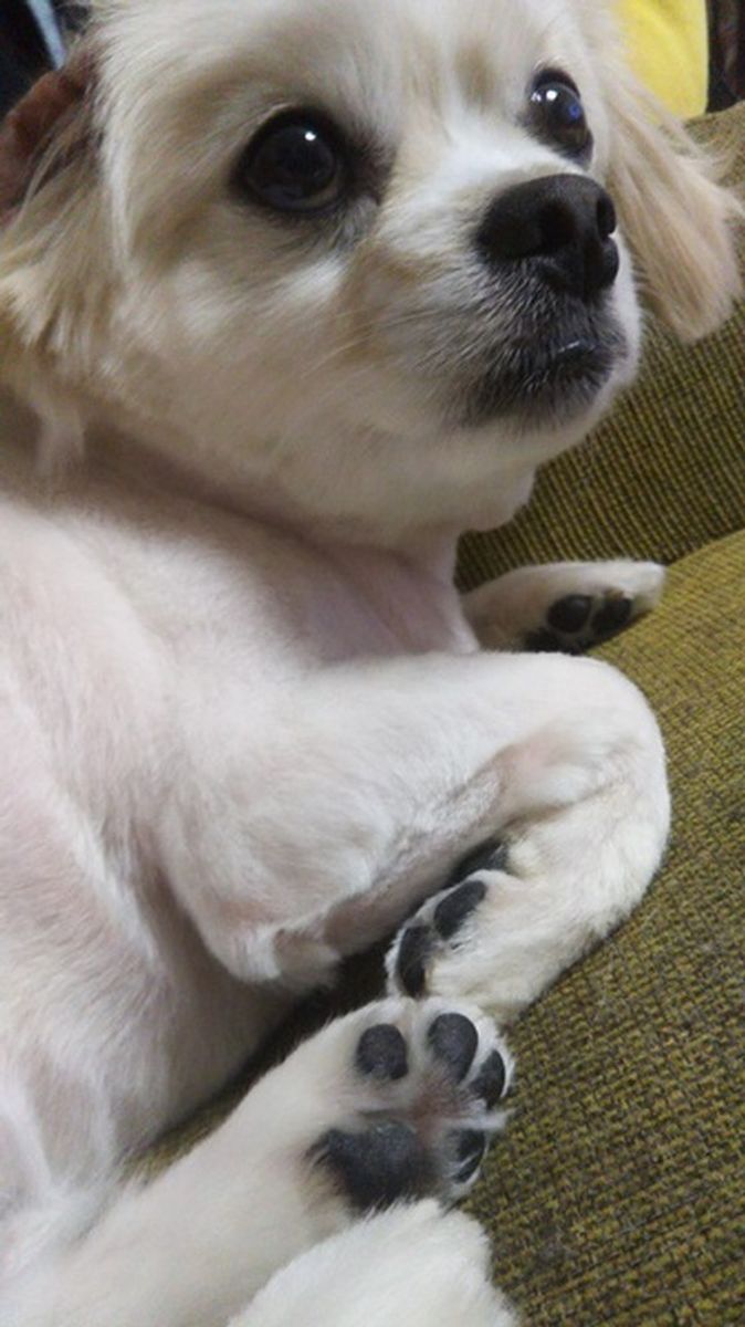 愛犬の爪 チェックしてる 犬の爪切りが必要な理由について いぬのきもちweb Magazine 愛犬の爪 チェックしてる 犬の爪切りが必要な理由について いぬのきもちweb Magazine