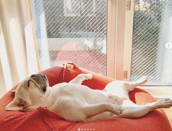 眠るフレンチ・ブルドッグ