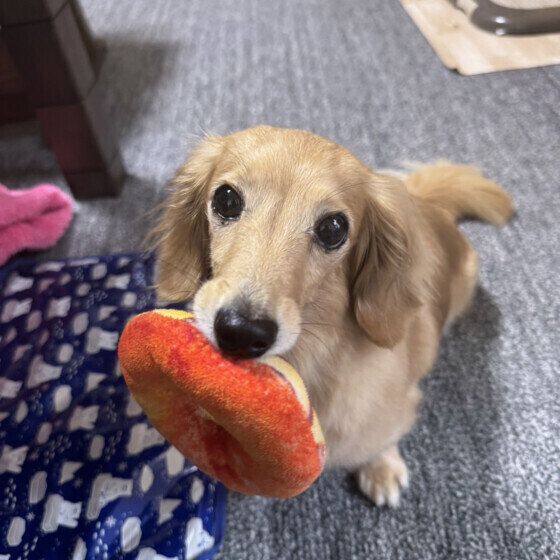 お気に入りのおもちゃを持ってきたよ♪