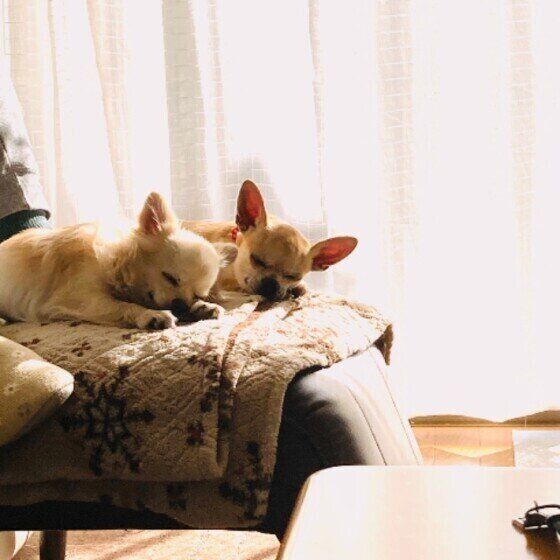 陽だまりで仲良くお昼寝するチワワ（オス）