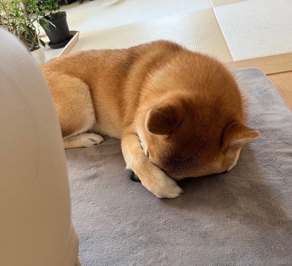 寝姿が可愛いおとちゃん。