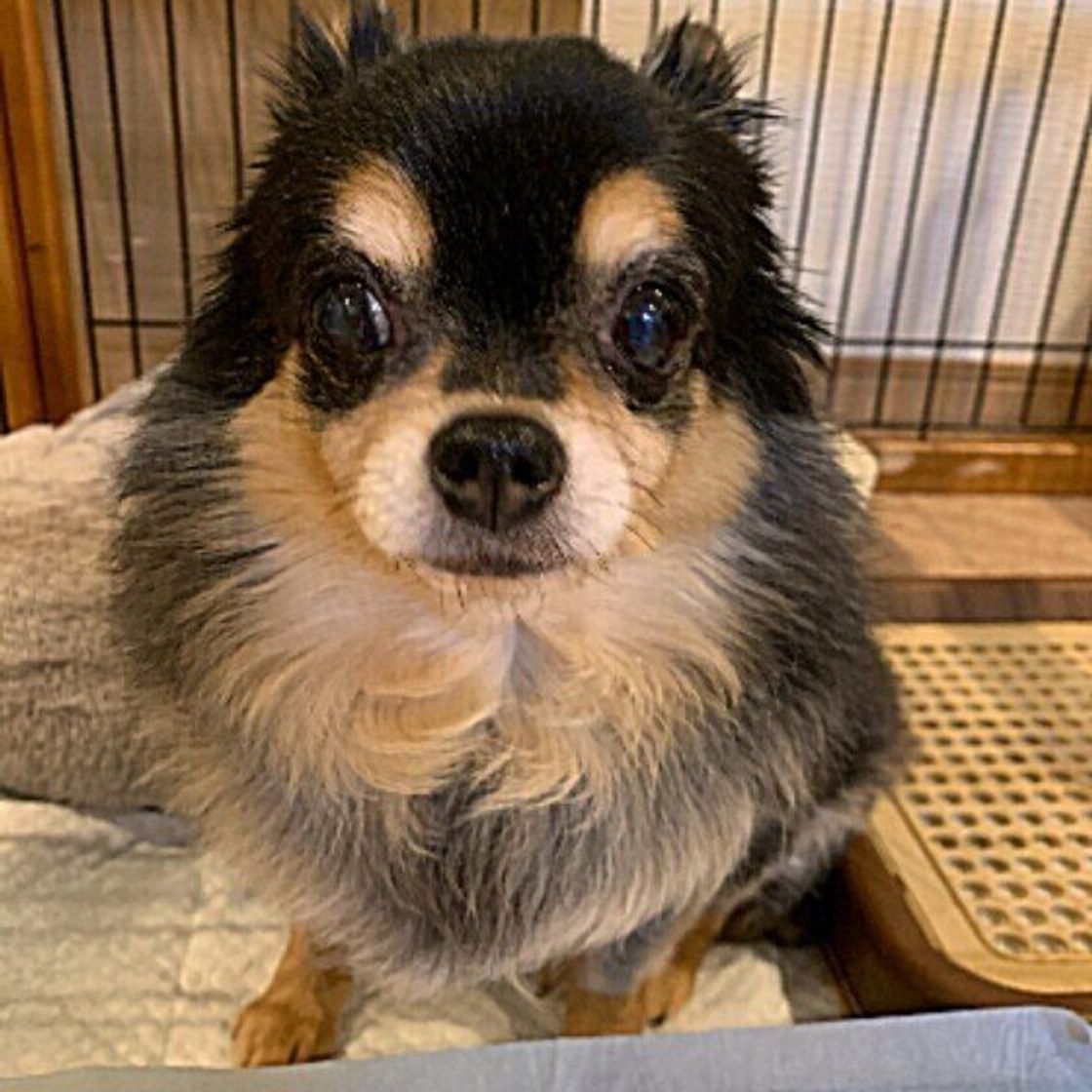 シニア犬に多い老化のサイン 歩き方の変化に注意しよう いぬのきもちweb Magazine シニア犬に多い老化のサイン 歩き方の変化に注意しよう いぬのきもちweb Magazine