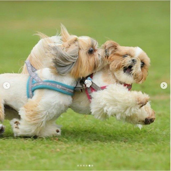 アタックワンコ