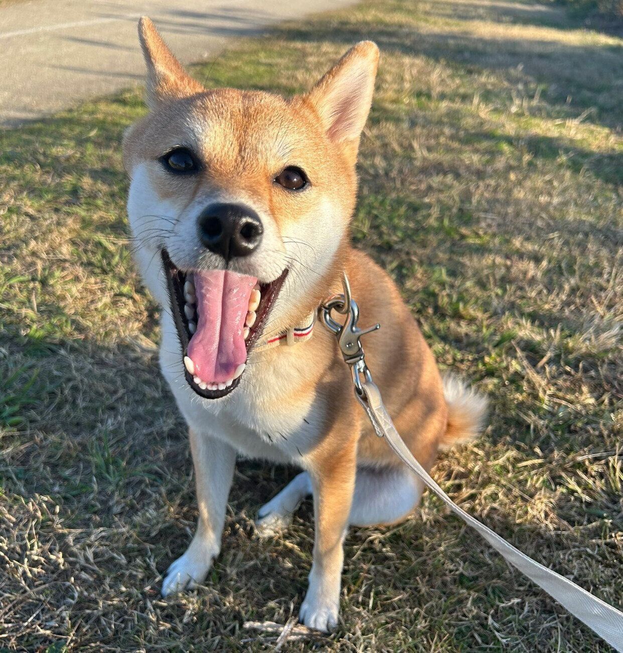 散歩を楽しむ小雪ちゃん