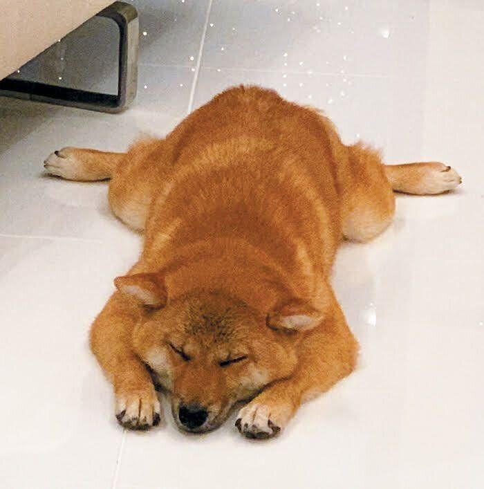 柴・ロビンくん・ぺたんこ