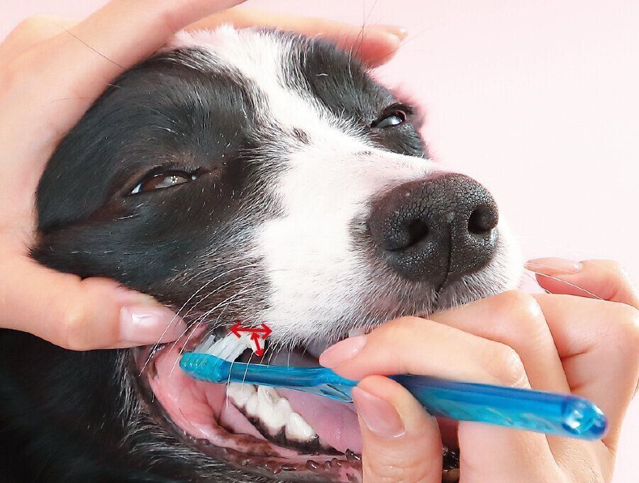 上を向かせると歯ブラシを滑りこませやすい