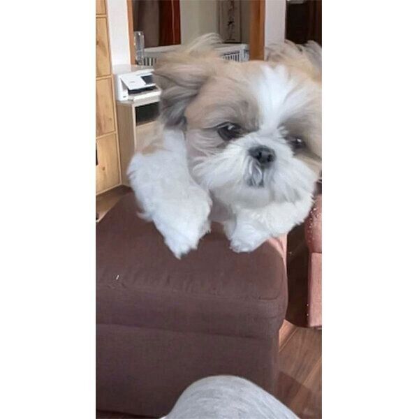 飼い主さんに飛び乗る奈々ちゃん