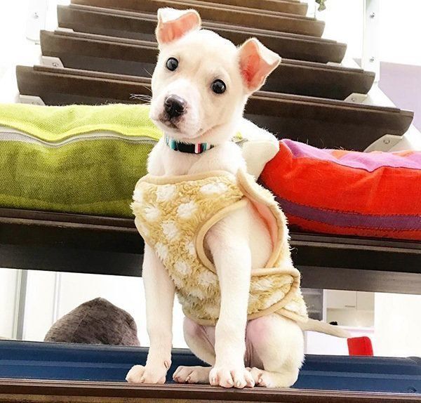 子犬の頃のすずちゃん