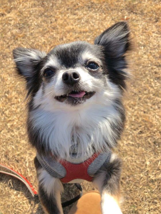 チワワの穏やかな表情