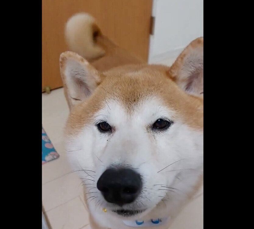 見つめる茶々丸くん