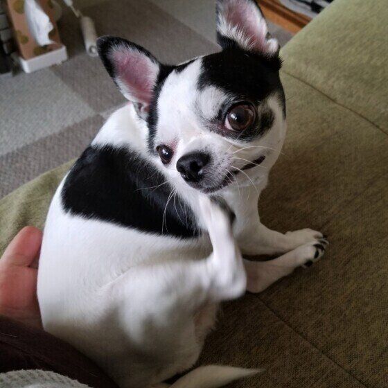 顔をかくチワワのモモちゃん