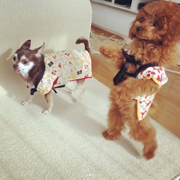 チワワとトイプードル