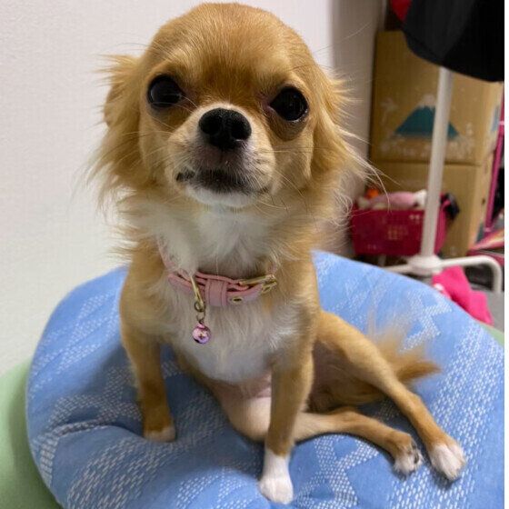 犬の座り方が変?「〇〇座り」 注意すべきポイントとは? いぬのきもち