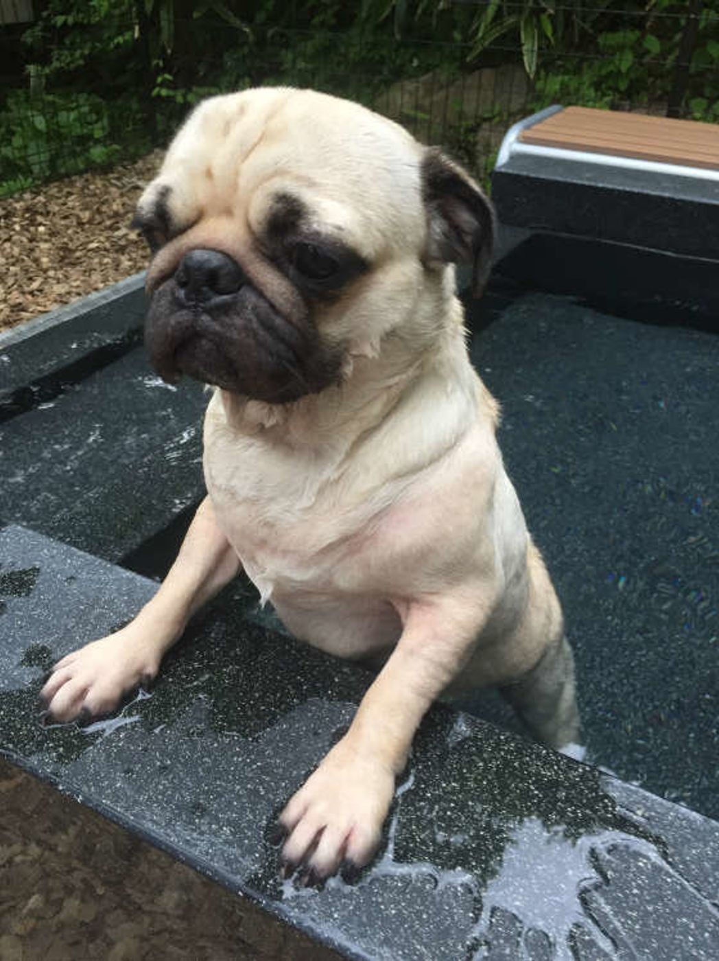 犬も湯船につかったほうがいい 自宅で犬をシャンプーをする際の注意点とは いぬのきもちweb Magazine 犬も湯船につかったほうがいい 自宅で犬をシャンプーをする際の注意点とは いぬのきもちweb Magazine